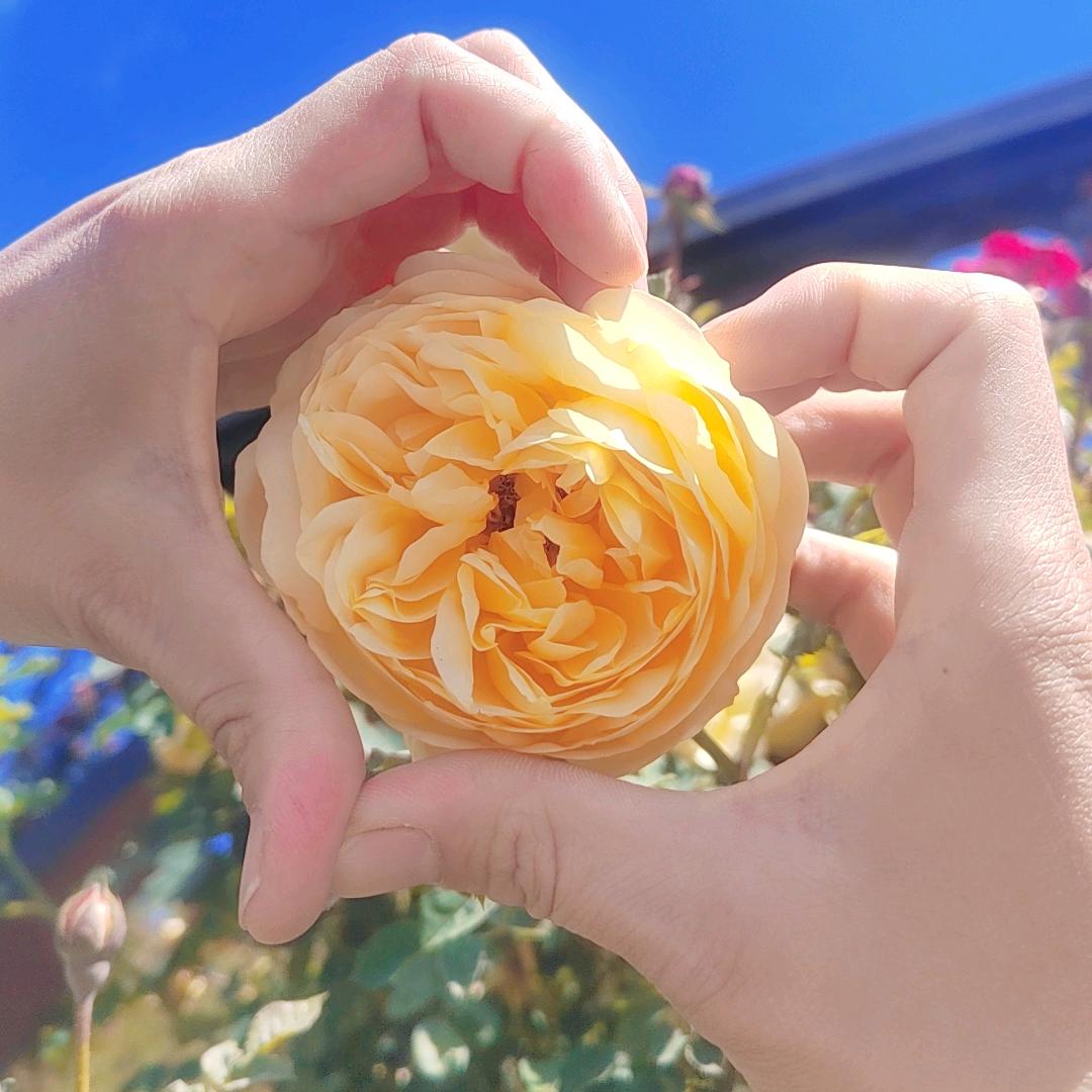 谢🌸玉🌸宁🌸