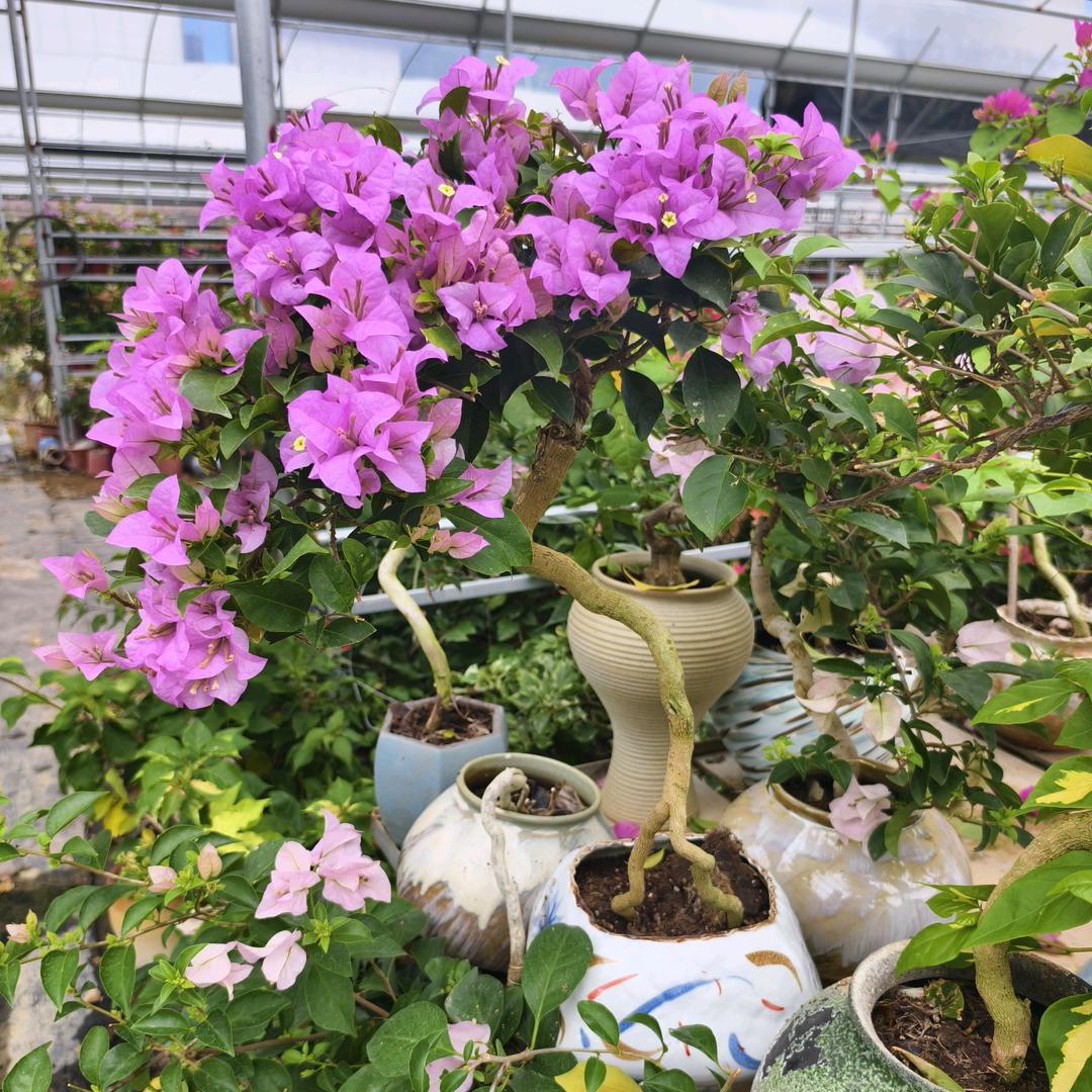 心心百花园
