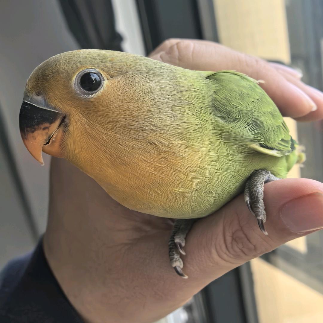飘逸的星火