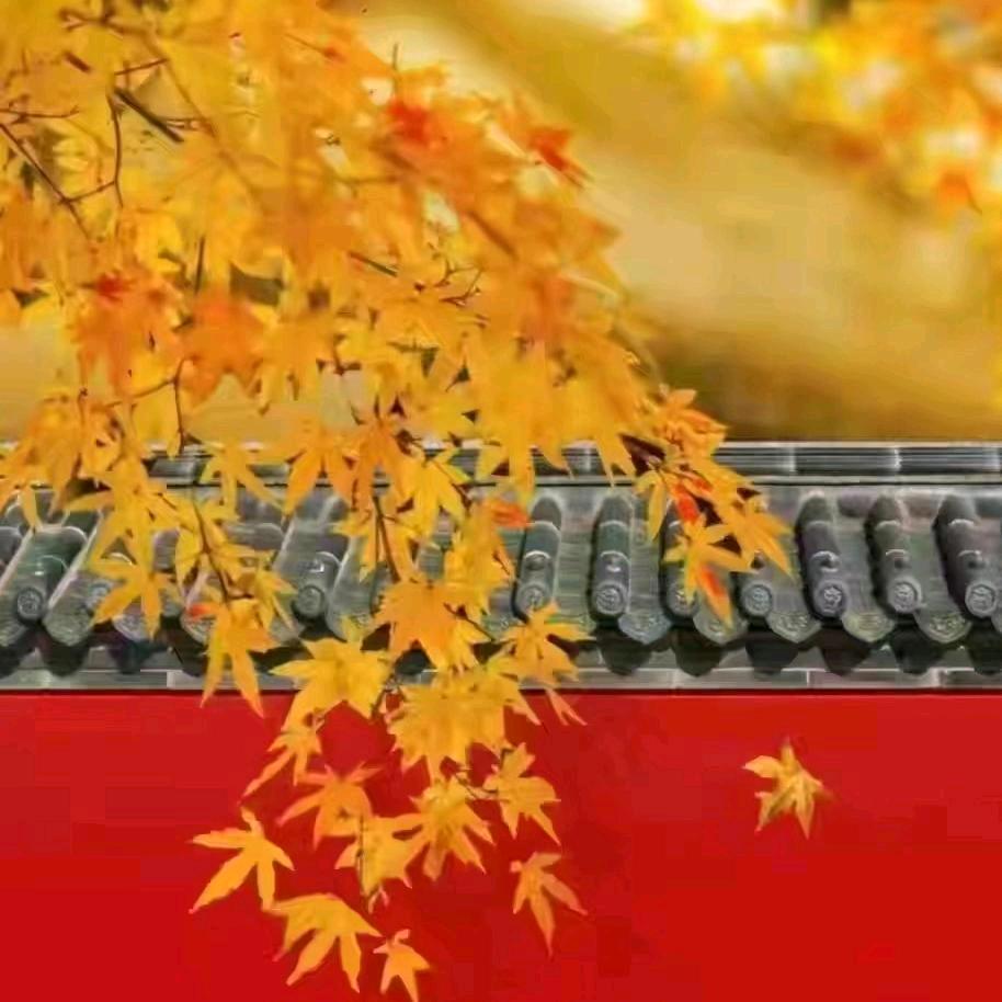 东家（就看看不说话）