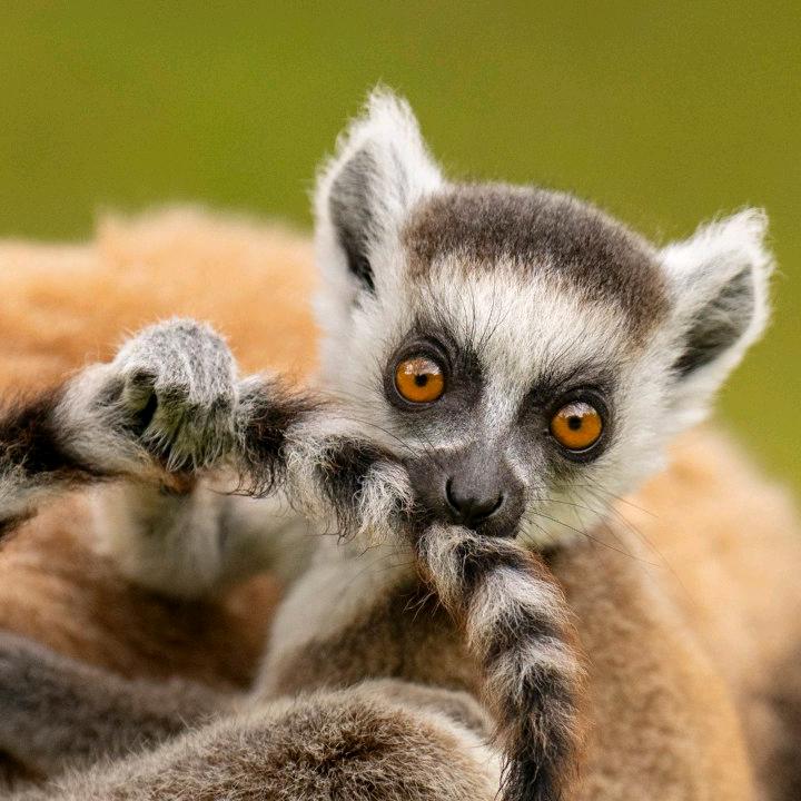 蒙娜丽莎瓷砖(南海店)专用号