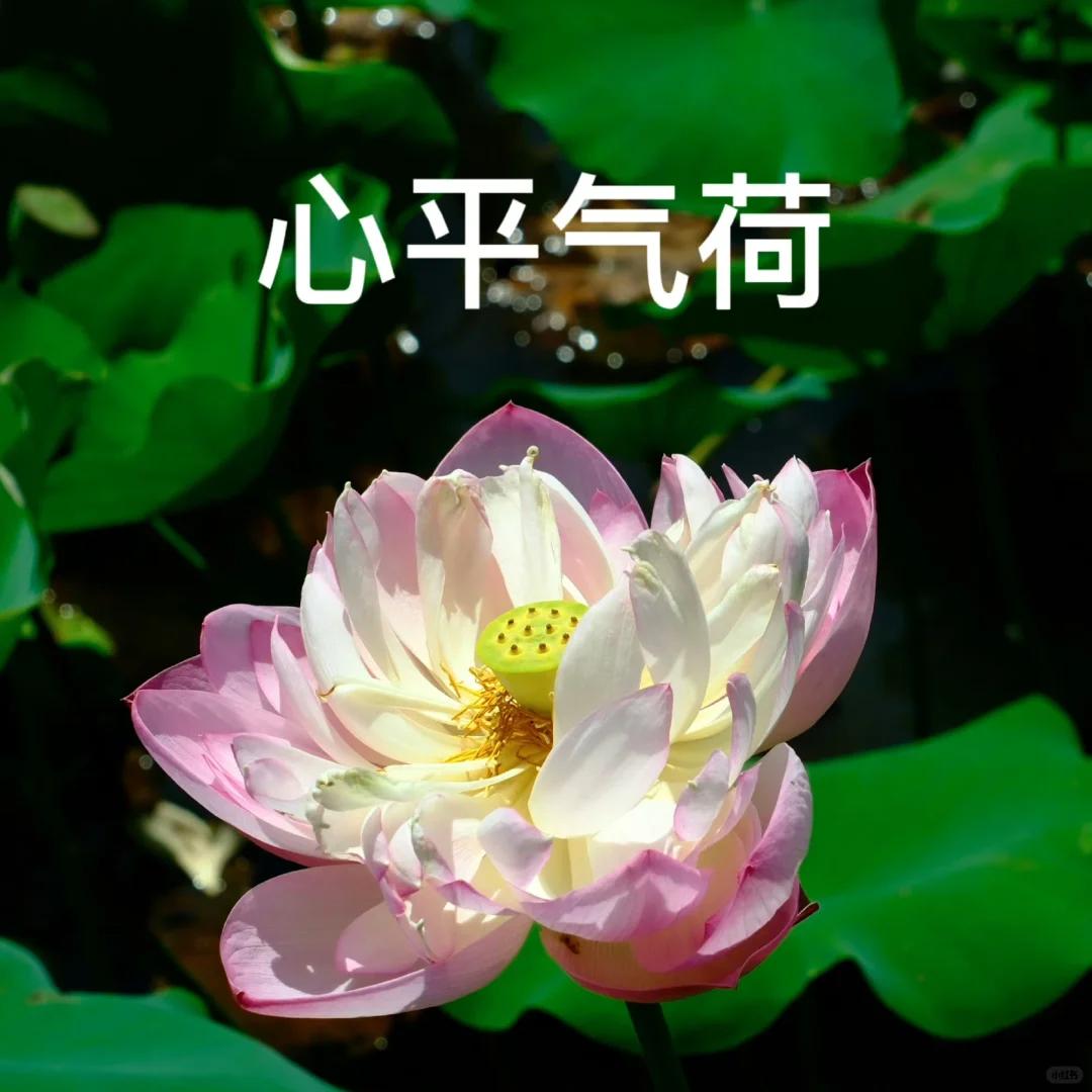 茉莉花开富贵竹🍊.