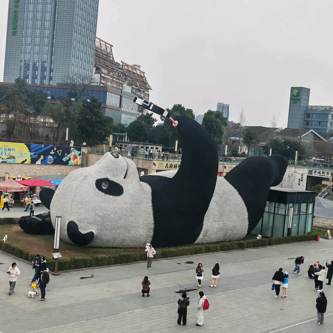 杨杨