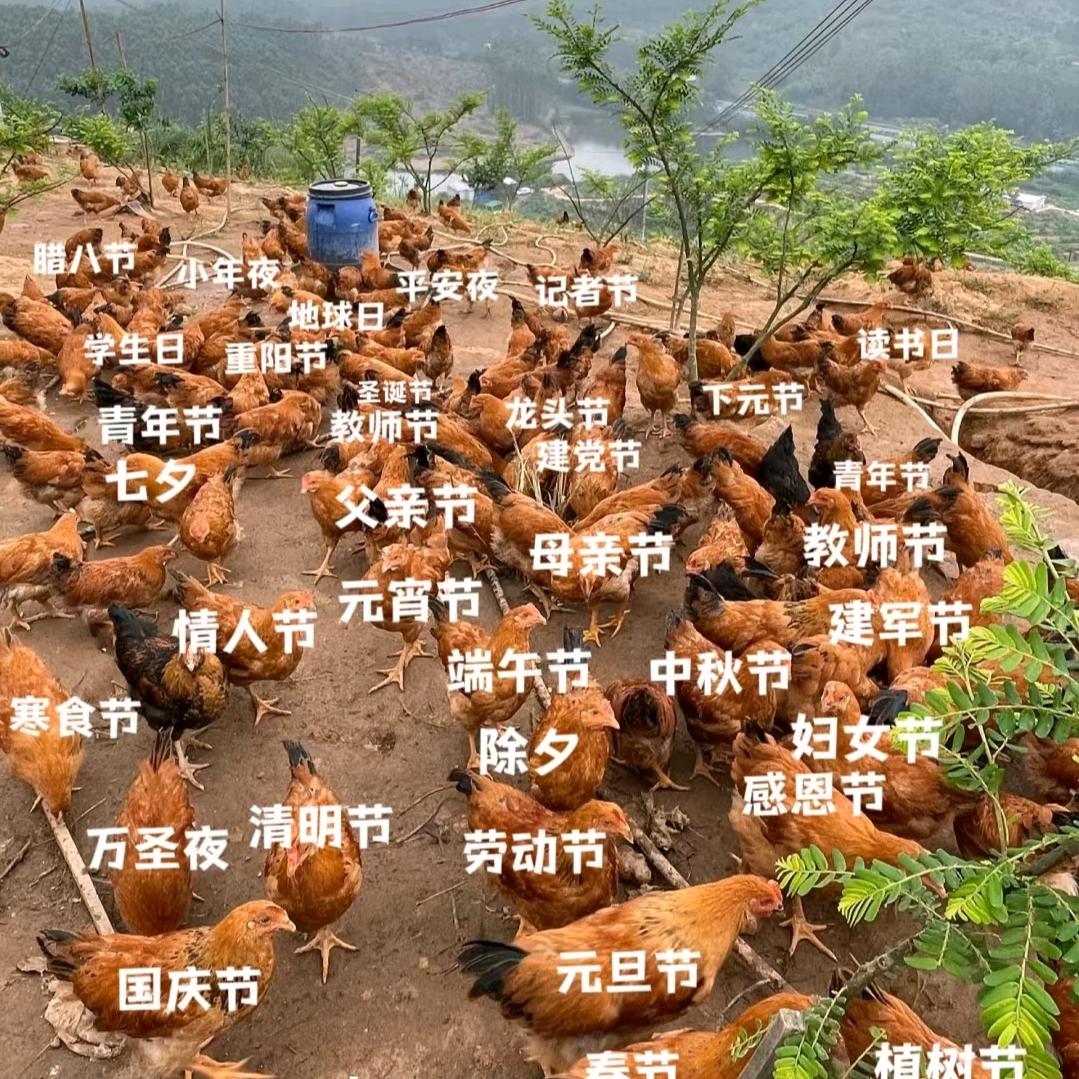 莉姐（药膳麻椒鸡）