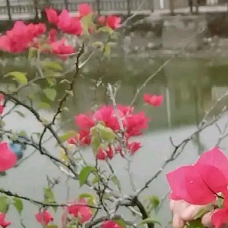 贺妹儿