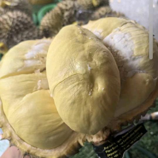 憨憨榴莲