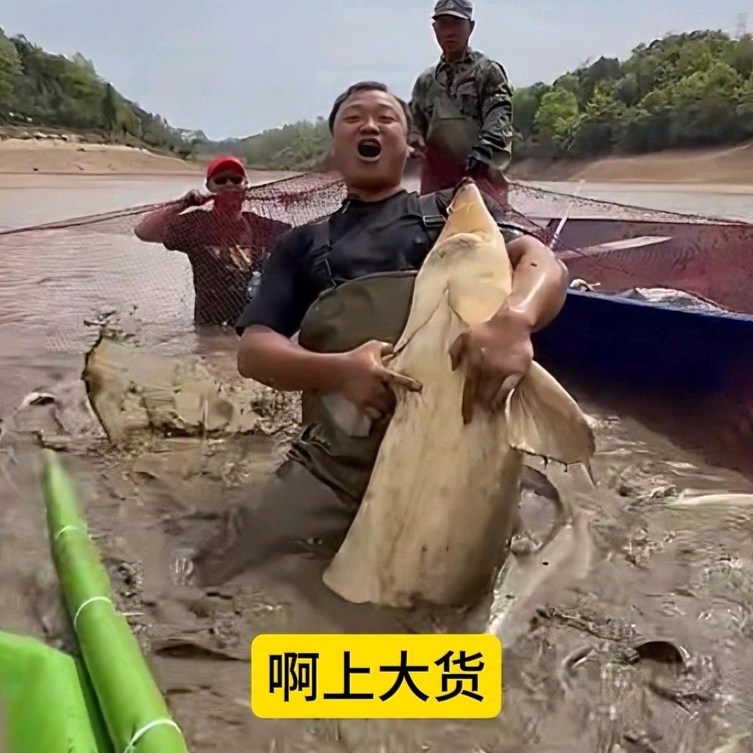 大表哥包塘日记