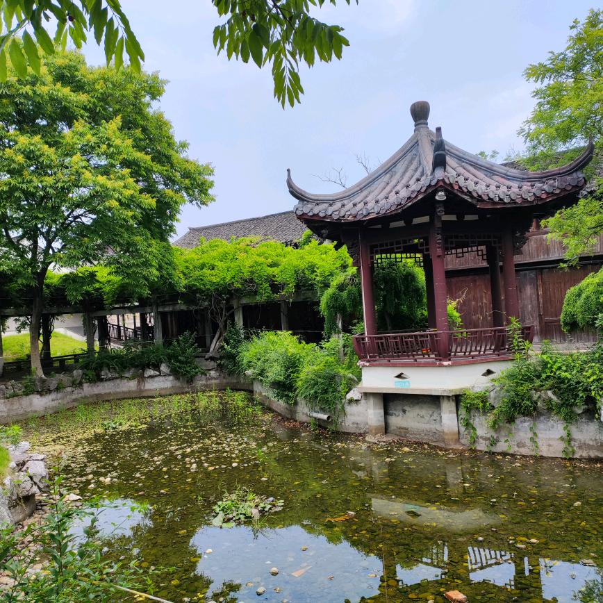 丁香花