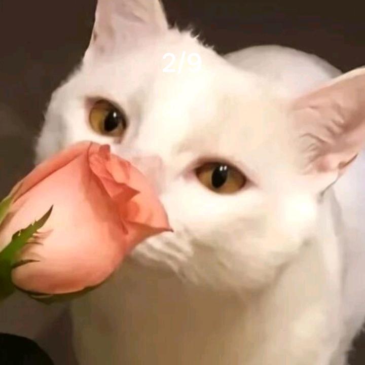 天涯若比邻☞刘影