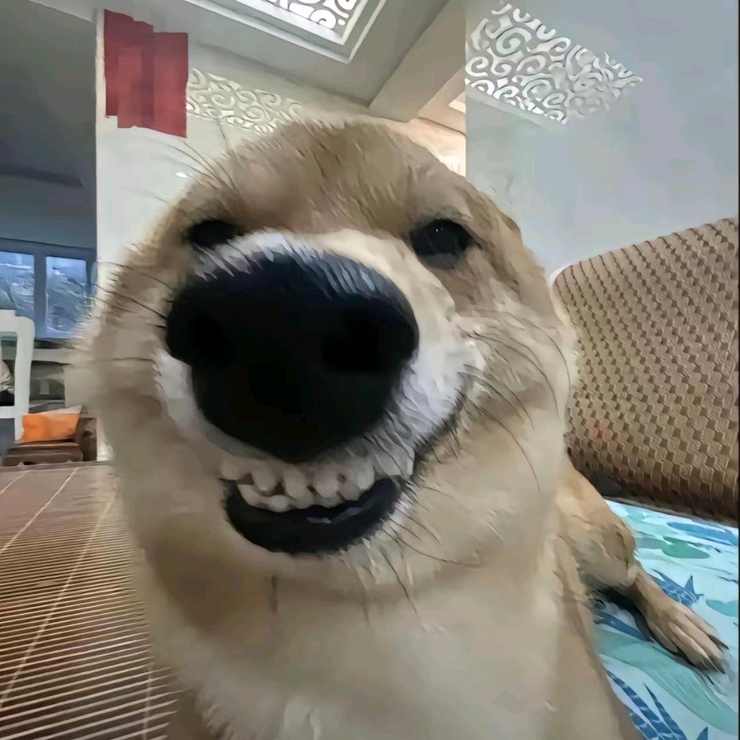 沐辰奶糖