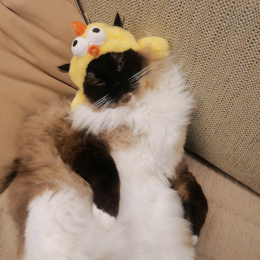 hhhhhhr