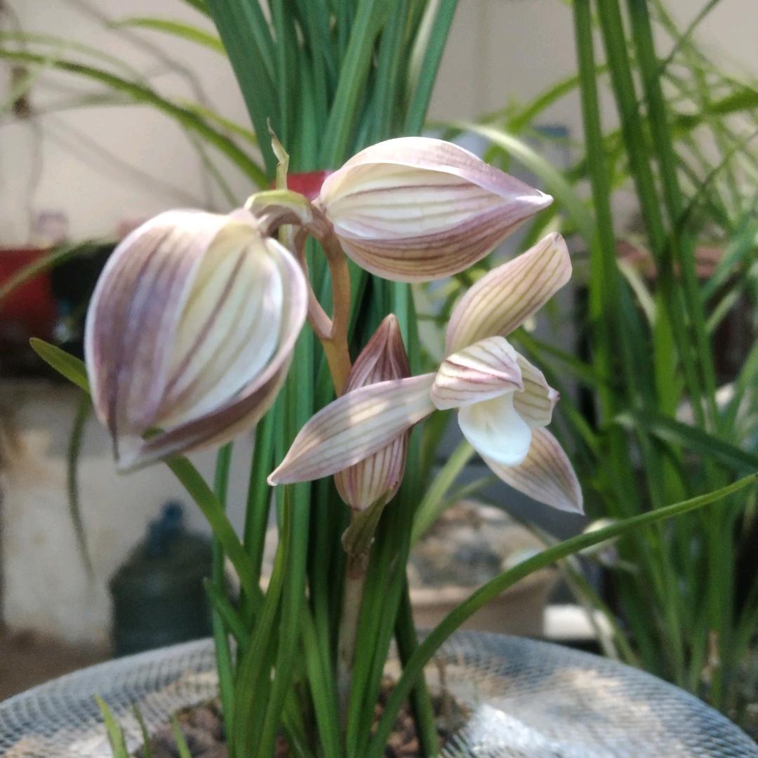 新兰月