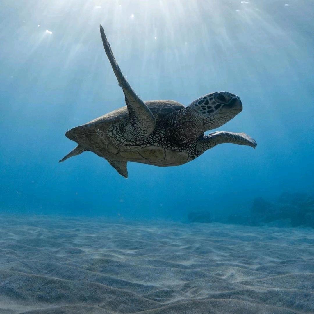 丁丁糖的日常、、