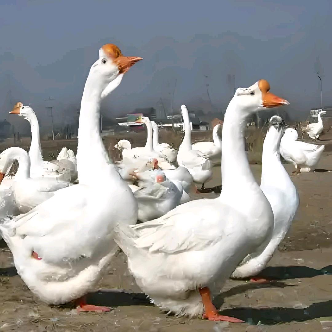 五妹扬州清水鹅
