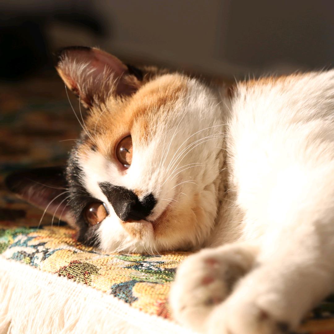 大王的招财日记🥰