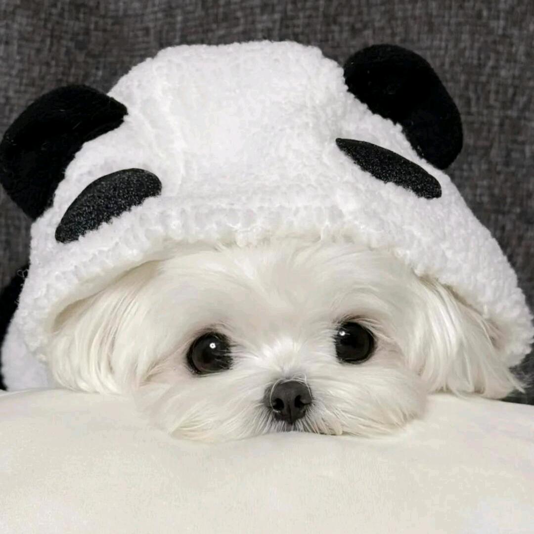 粥粥大王ˣᴶ