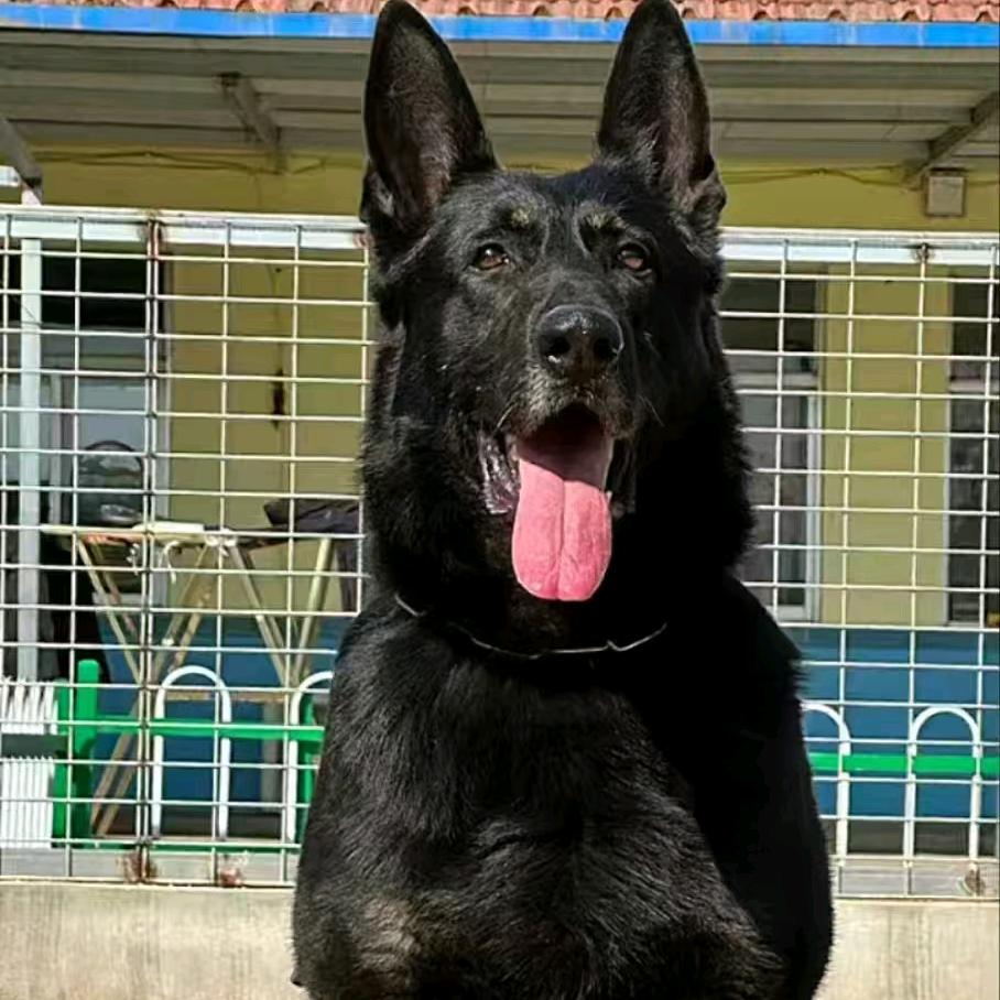 焦作子夏犬舍（小号） 专注东德牧羊犬