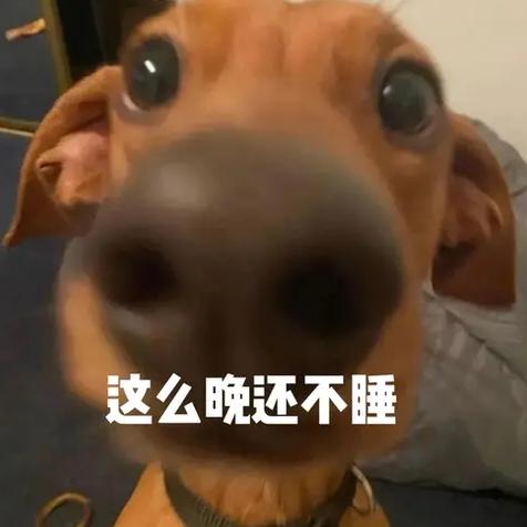 大鼻子狗