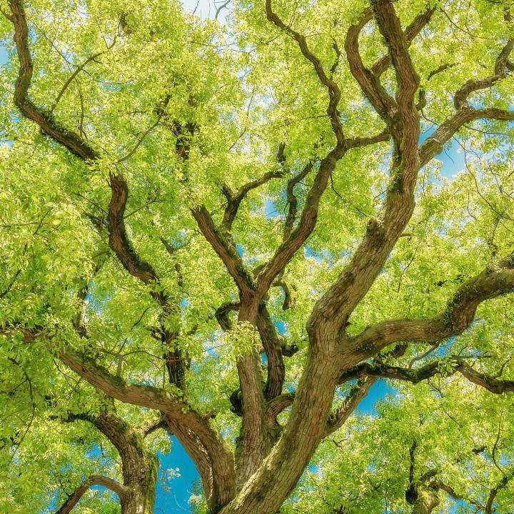 外星喇叭花公主