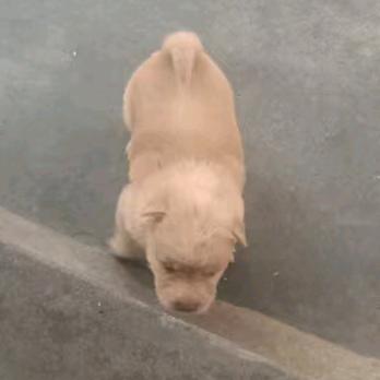 喜欢养狗人