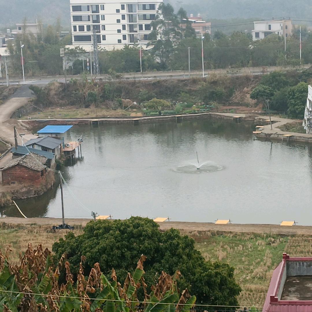 虎仔（鼎盛钓鱼场）