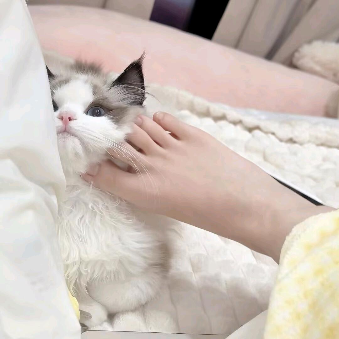 软糖🍬
