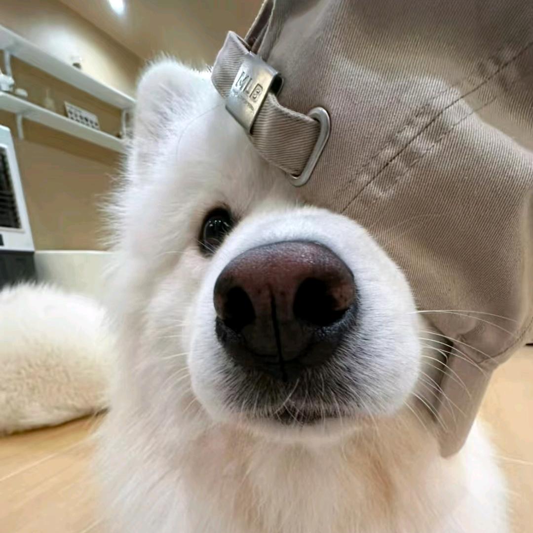 𝓟𝓸𝓵𝓪𝓻𝓲𝓼