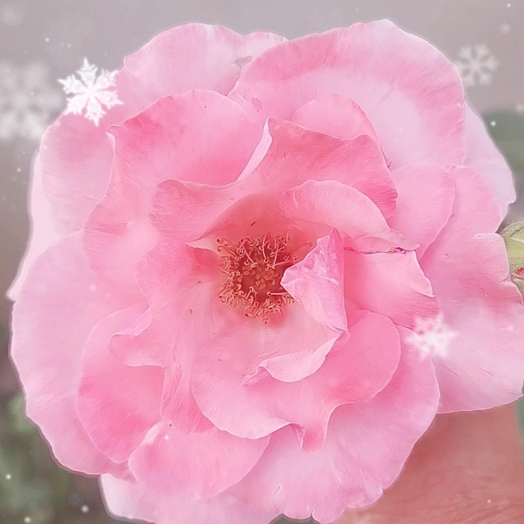 戏曲爱好者💁