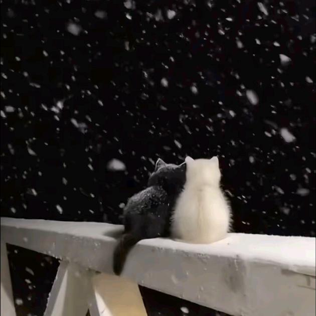 LᎭℯ⃝小懒猫♡: L