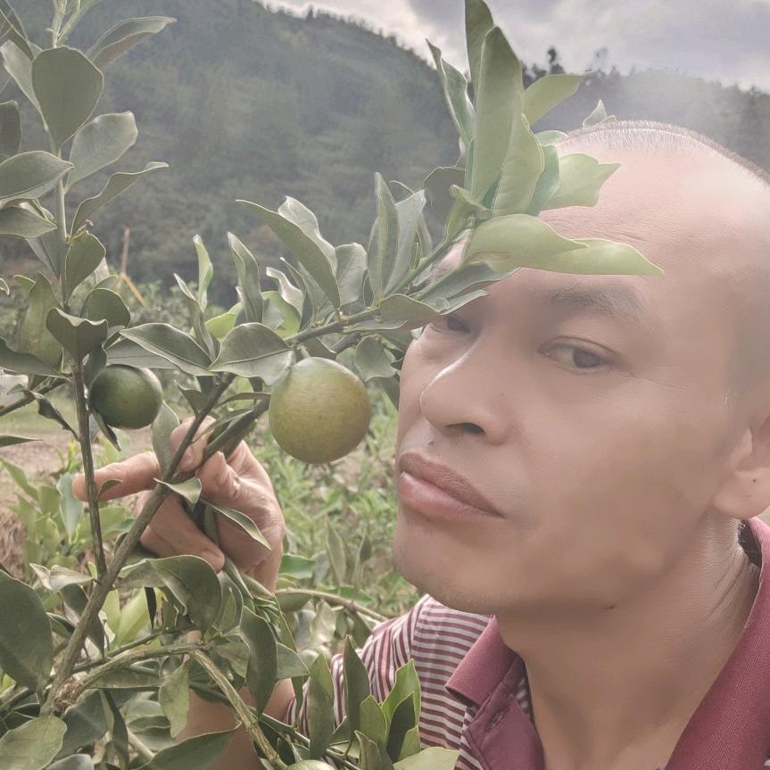 融安脆蜜金桔文哥