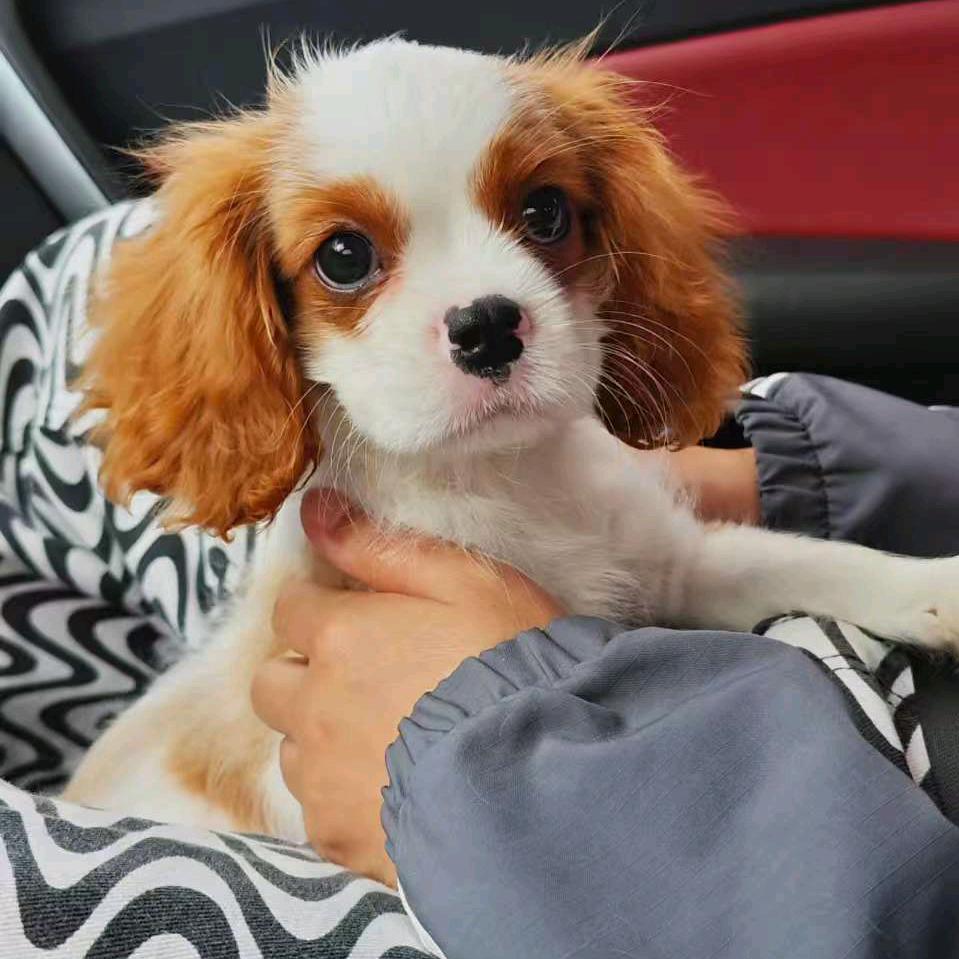 八筒是只小乖狗