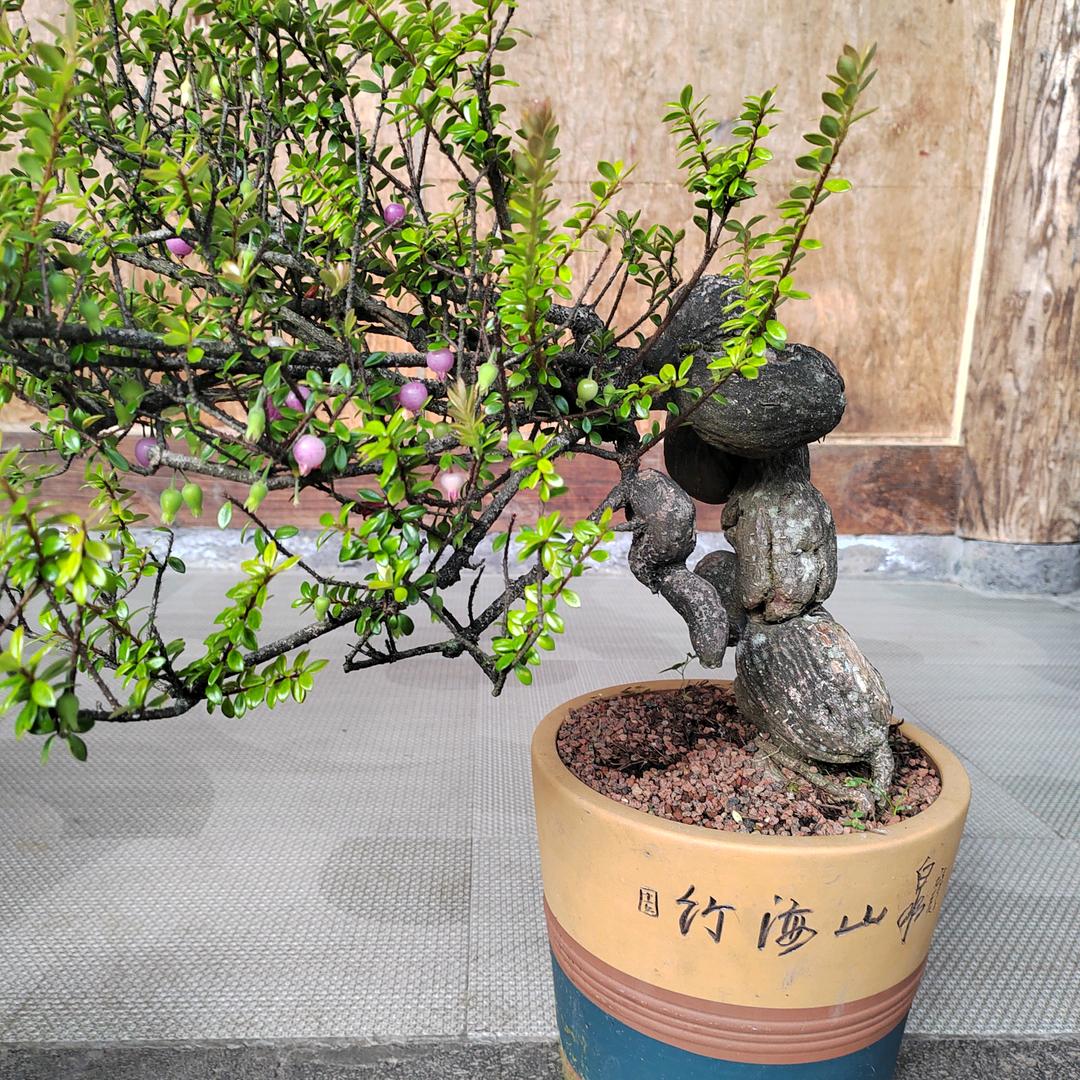 腾冲桌霖花卉园艺严选铺子