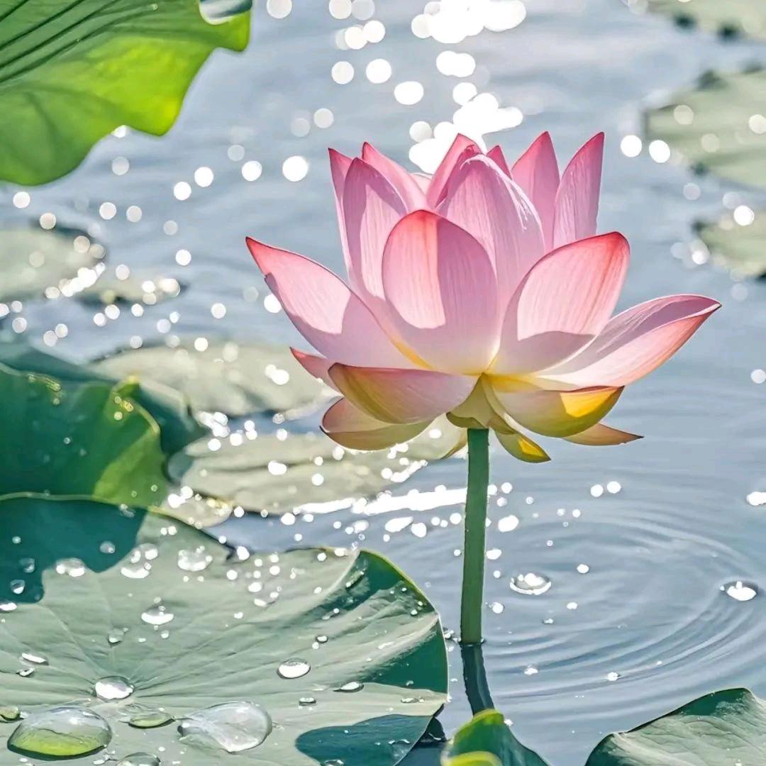 ☀️纯净的灵魂🌙