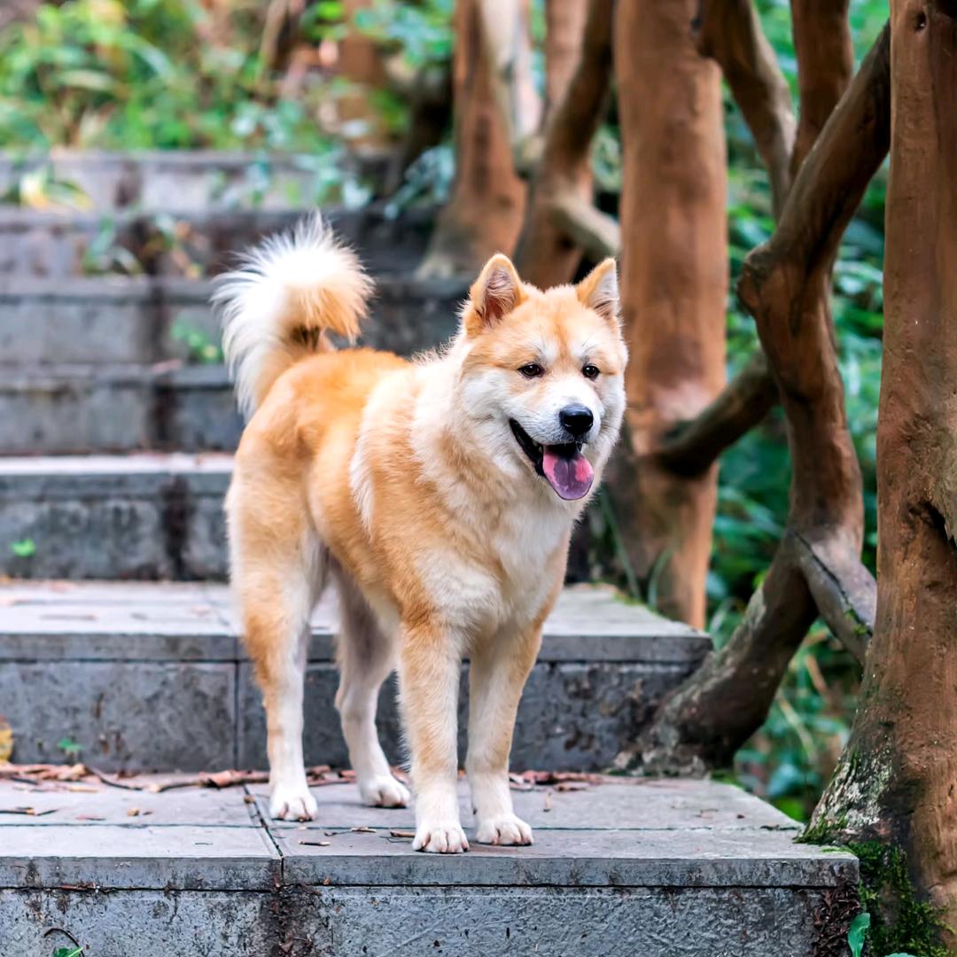 A-田园犬（优淘）