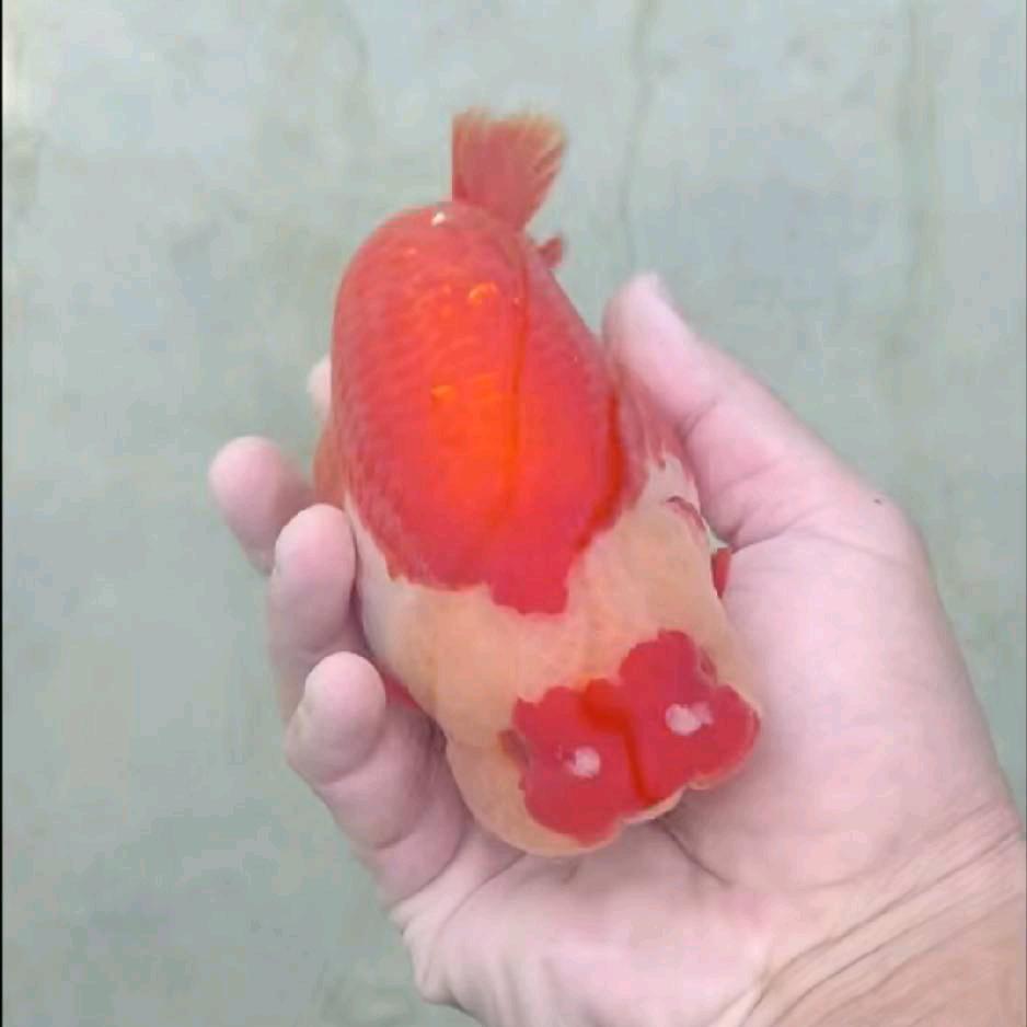 青岛老崔金鱼养殖场