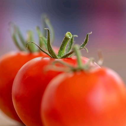 tomato.西红柿种植基地