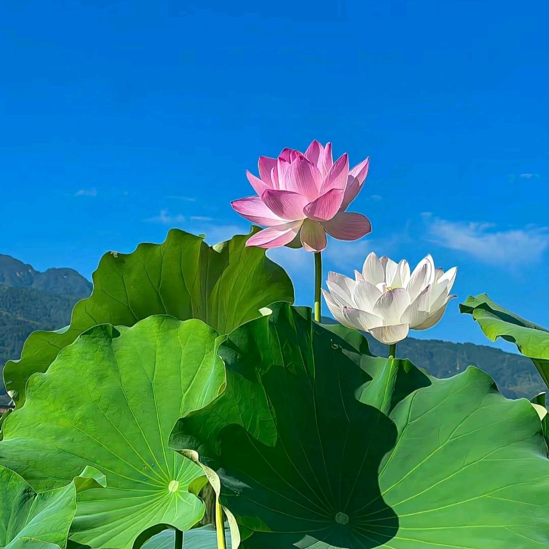小小圆
