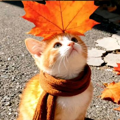 饼干只吃奥利奥