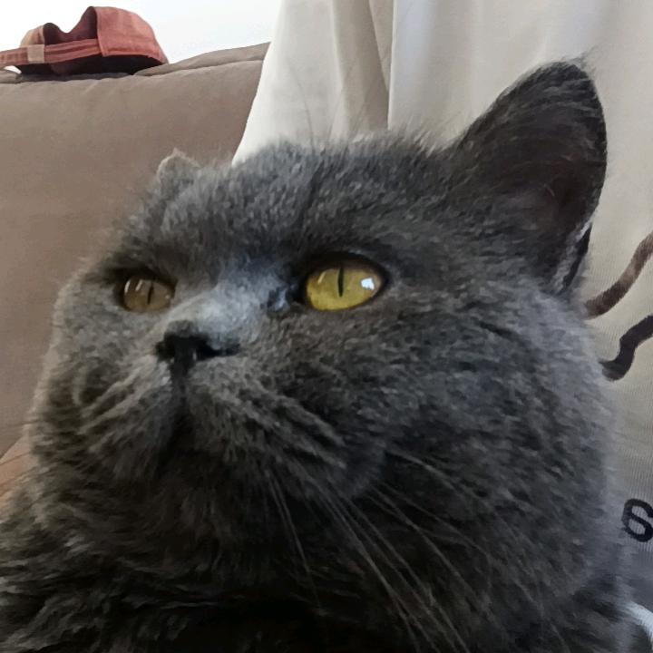 凛冬