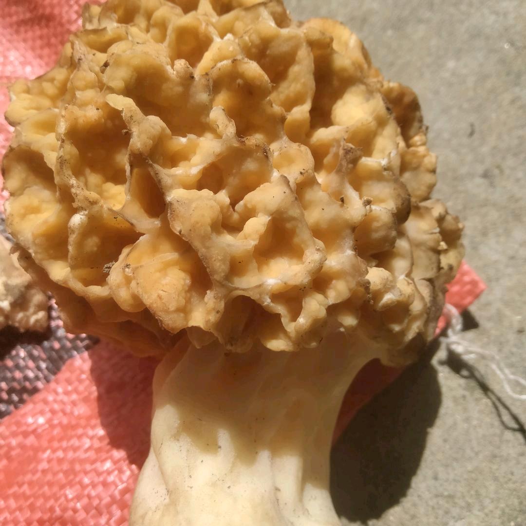 牵线