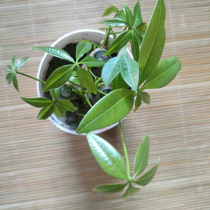 萤火~