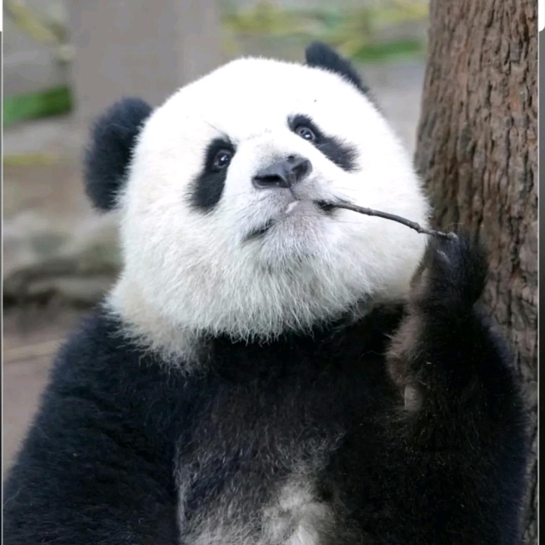 大白鹅爱💕Panda