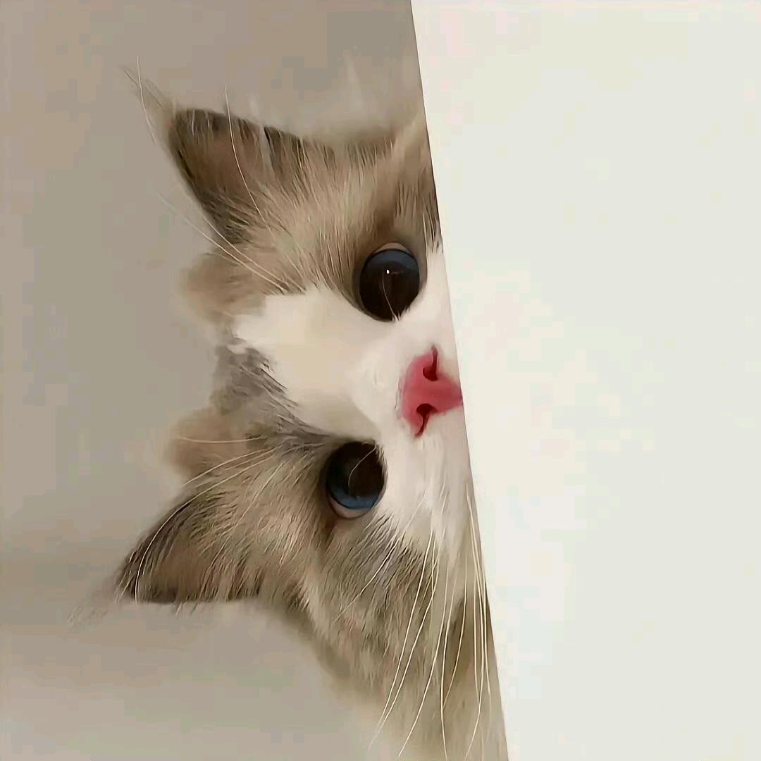 卖米当卡的猪蹄儿