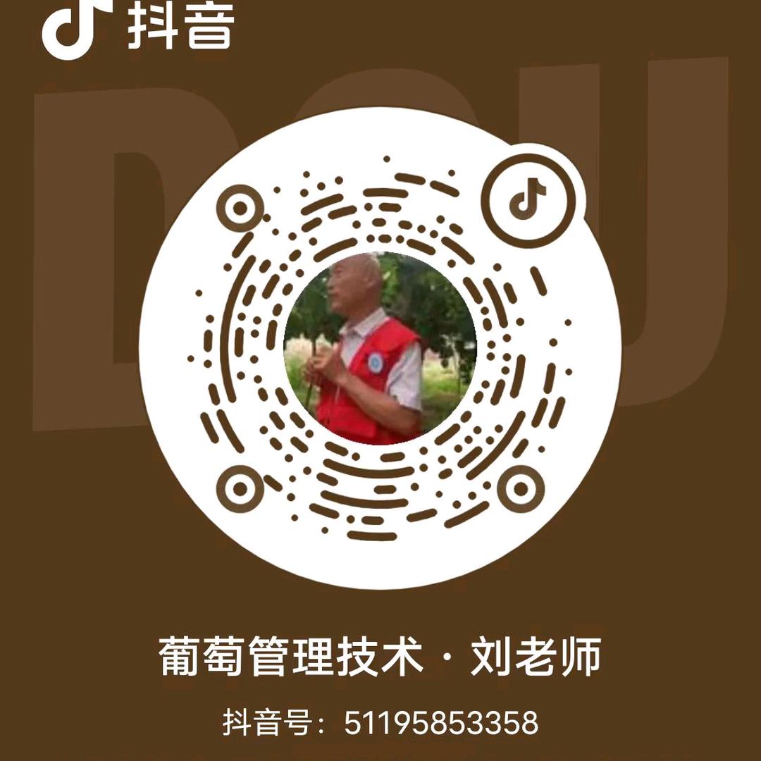 老刘葡萄管理