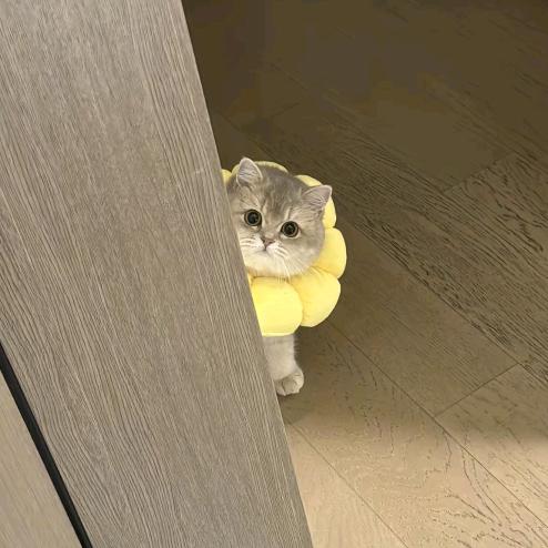 Fafafadacai