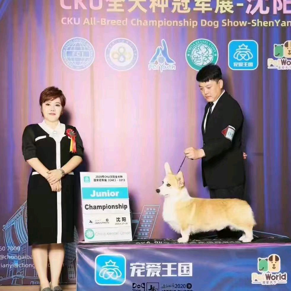 明盛柯基犬舍