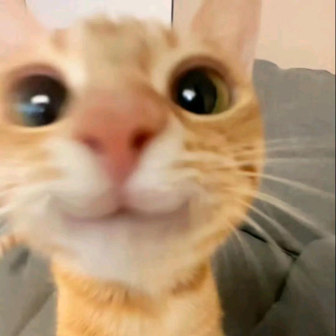 燕子没人疼
