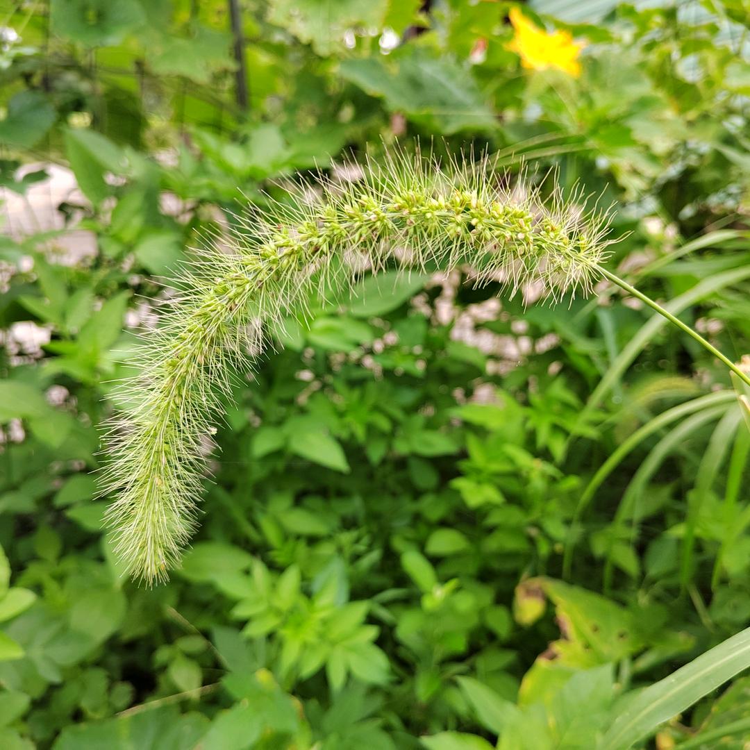 邱升建