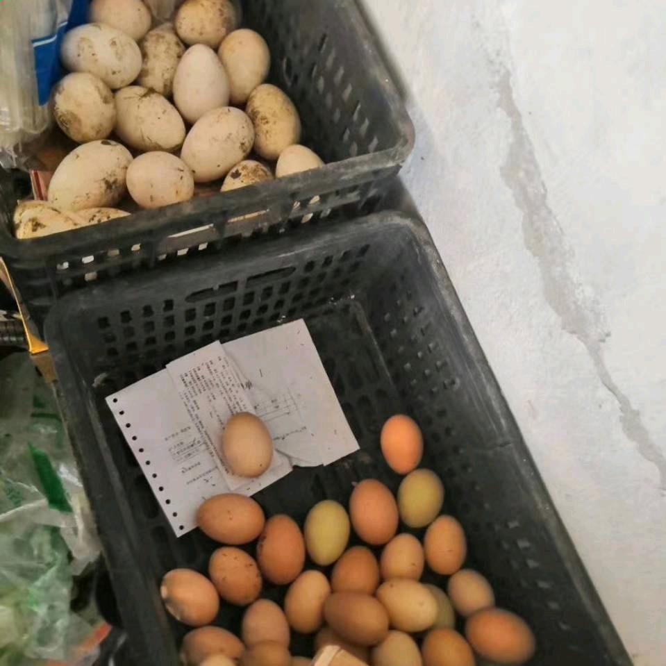 笨鸡蛋，鹅蛋，小笨鸡🐔大鹅🪿