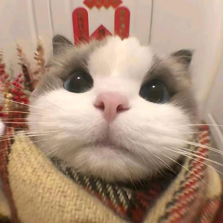 呆点涵